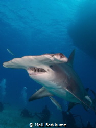 Hammerhead in Bimini by Matt Barkkume 